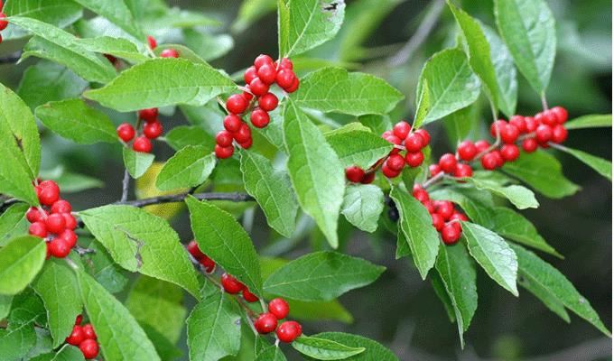WinterberryHolly