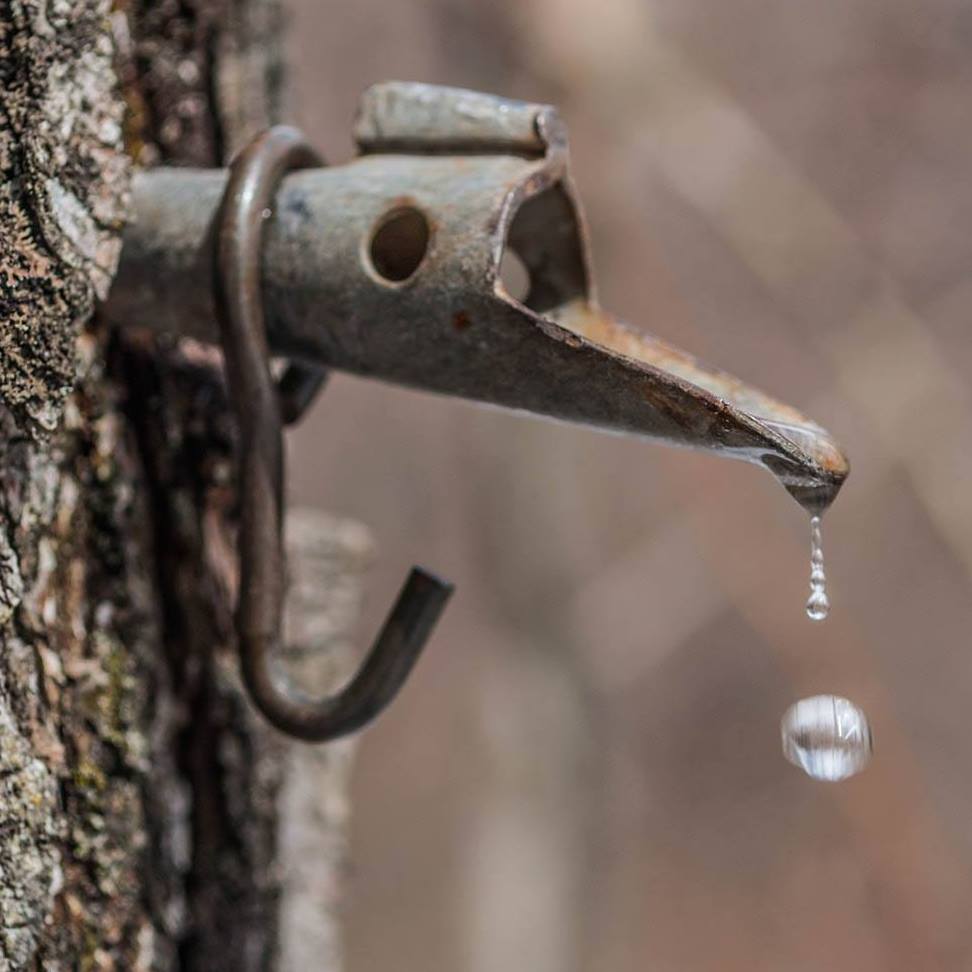 A tapped sugar maple tree with sap dripping into a metal bucket.