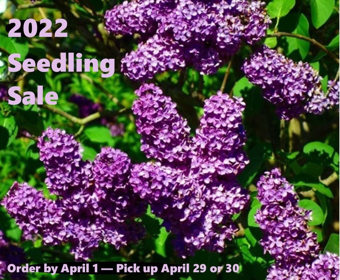 An image of old fashioned lilacs promoting the 2022 Seedling Sale. Orders due by April 1.